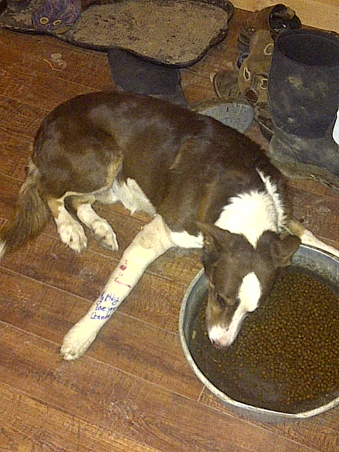 Poor Joe with his cast January 2013