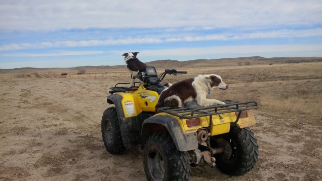 Tink and Jipsey ready to gather heifers