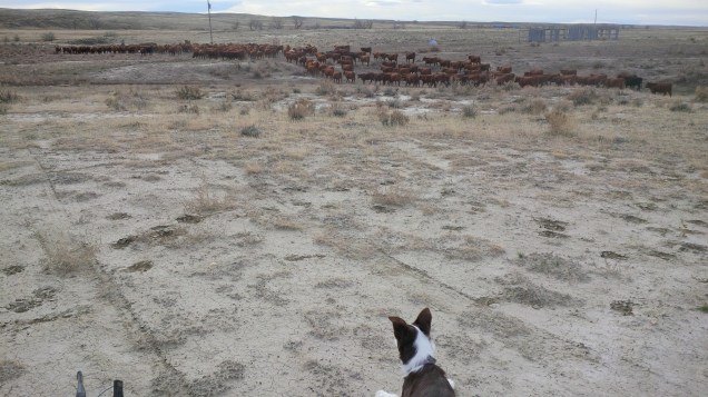 Counting heifers through the gate.