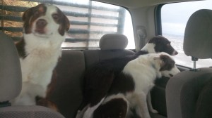 Doesn't Joe look like he is photo bombing this picture! He just kind of leaned around the seat to say "Hey I need in that shot!"