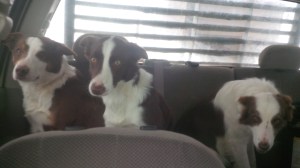 L-R:  Joe, Jipsey, and mild Tink