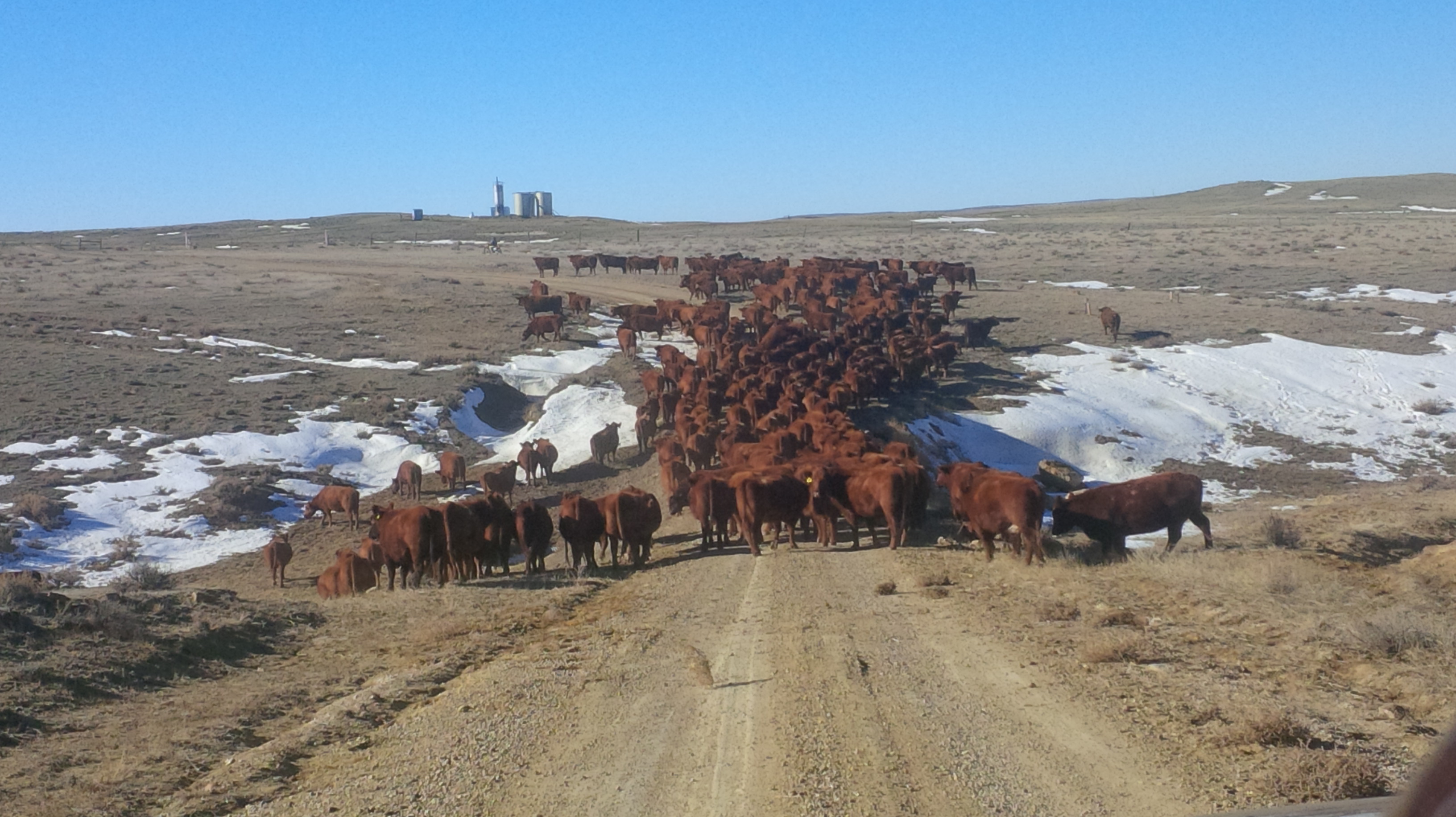 Moving to new pasture