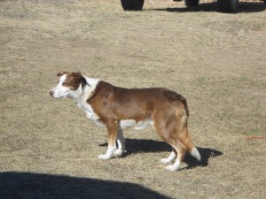 Joe our male border. 