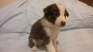 Hank - Male He was my last born. He is one of the bigger pups.