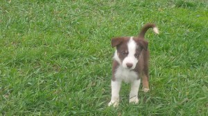 Zeke-Male Sold Natasha and Keith Wright, Wyoming