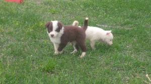 Zac-Male Sold JMooney Gillette, Wyoming