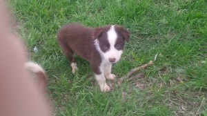 Duke-Male Sold Becca Shoshoni, Wyoming