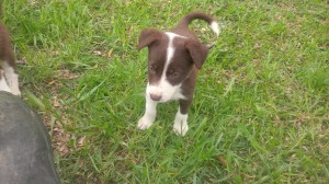 Nell-Female Sold- Pat O'Connor North Dakota