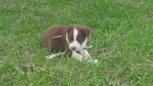 Zip-Female  Sold- Sharon Douglas, wy