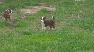 Tip-Male-sold Levi and Lack Kendrick, Wy 